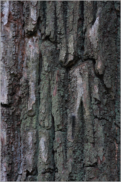 (Photo of a caterpillar well camouflaged on the bark of a tree. Gujarat, India.)