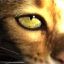Avatar photo