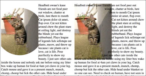 clipping the image of a kitten into a circular shape